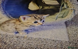 Mixed Breed cats for sale: Two female kitten's available  - Image 4