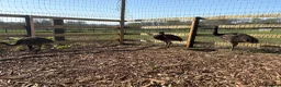 Emus poultry for sale: 3 emu chicks for sale  - Advert 2