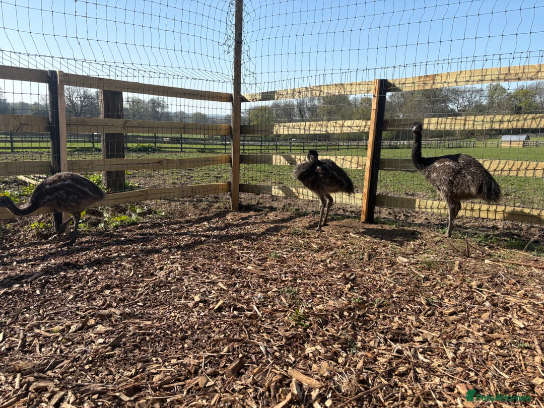 Emus poultry for sale: 3 emu chicks for sale  - Advert 2