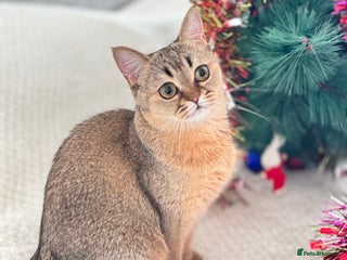 Scottish Fold cats Show quality straight girl - Advert 13