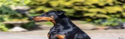 Dobermann dogs for sale: Outstanding KC Reg Dobermann Pups Rust and Black  - Advert 4