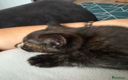 Domestic Shorthair cats for sale: 1 boy and 1 girl tabby and tortoiseshell - Image 8