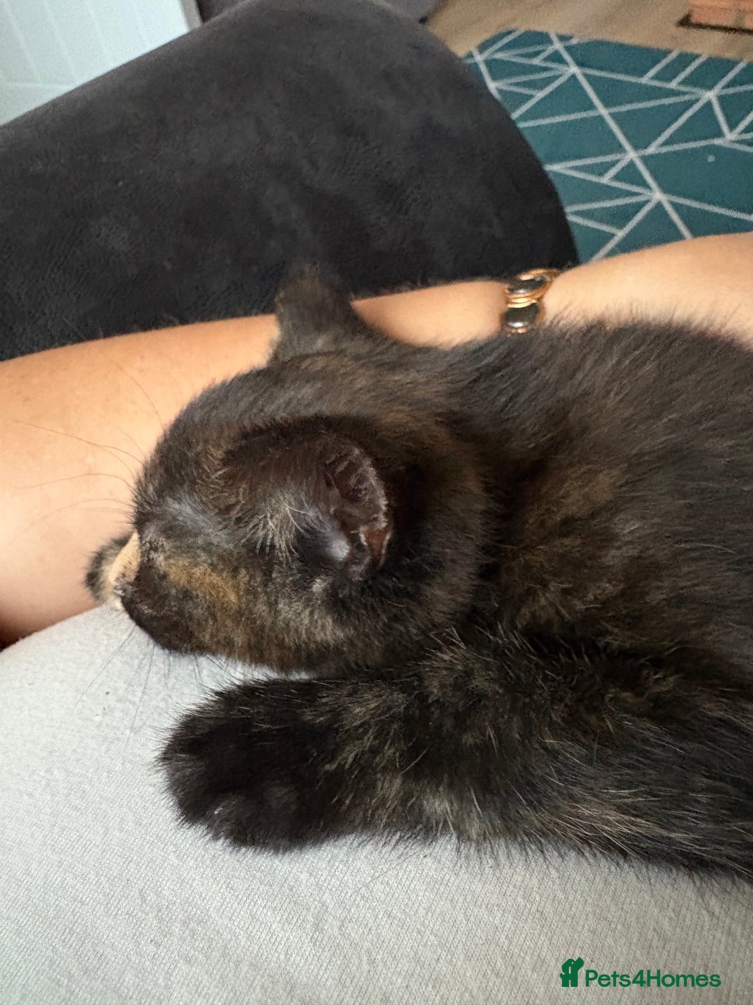 Domestic Shorthair cats for sale: 1 boy and 1 girl tabby and tortoiseshell - Image 8