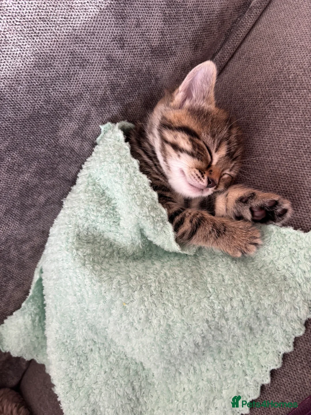 Mixed Breed cats for sale: *READY NOW*Beautiful tabby little girl.  - Advert 2