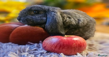 French Lop rabbits - Advert 12