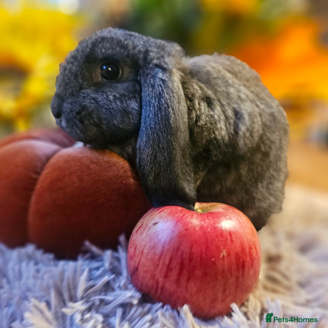 French Lop rabbits for sale: Rabbits for Sale males  - Advert 2