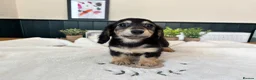 Miniature Dachshund dogs for sale: (3left, ready) Long haired miniature Dachshund  - Advert 19