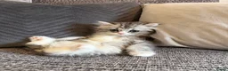 Mixed Breed cats for sale: Stunning Long Haired Chinchilla Ragdoll X Persian - Advert 19