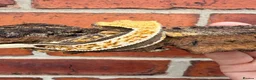 Gecko reptiles for sale: Crested Geckos  - Advert 20