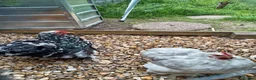 Chickens poultry for sale: Pekin Breeding Trio - Advert 2