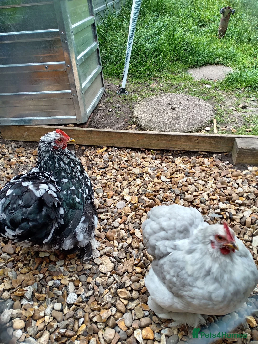 Chickens poultry for sale: Pekin Breeding Trio - Advert 2