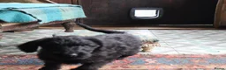 Labradoodle dogs for sale: Labradoodle Puppies Last 2 Boys Price Reduced - Advert 13