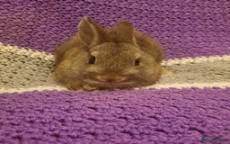 Netherland Dwarf rabbits for sale: Five Litters Of Netherland Dwarf Babies - Advert 5