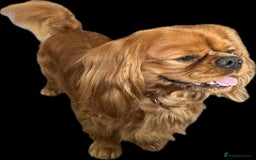 Cavalier King Charles Spaniel dogs for sale: Champion line Cavalier Pups -  **Waiting List** - Image 8