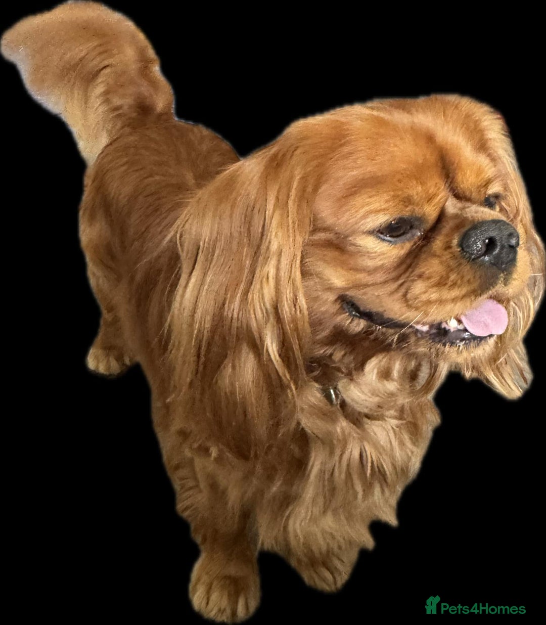 Cavalier King Charles Spaniel dogs for sale: Champion line Cavalier Pups -  **Waiting List** - Image 8