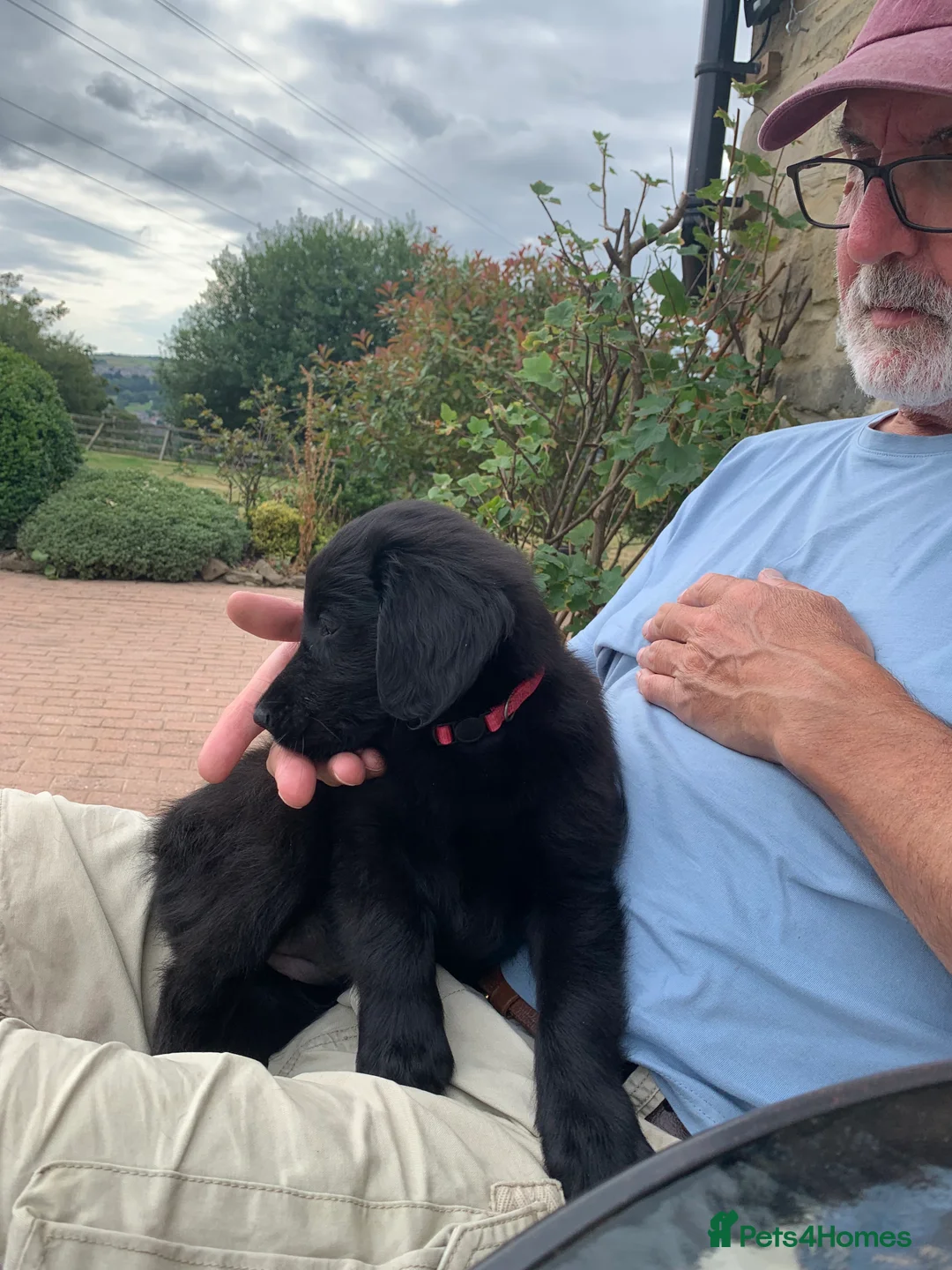 Flat coated Retriever dogs for sale: Flat coated pups ready 24/07 - Advert 2