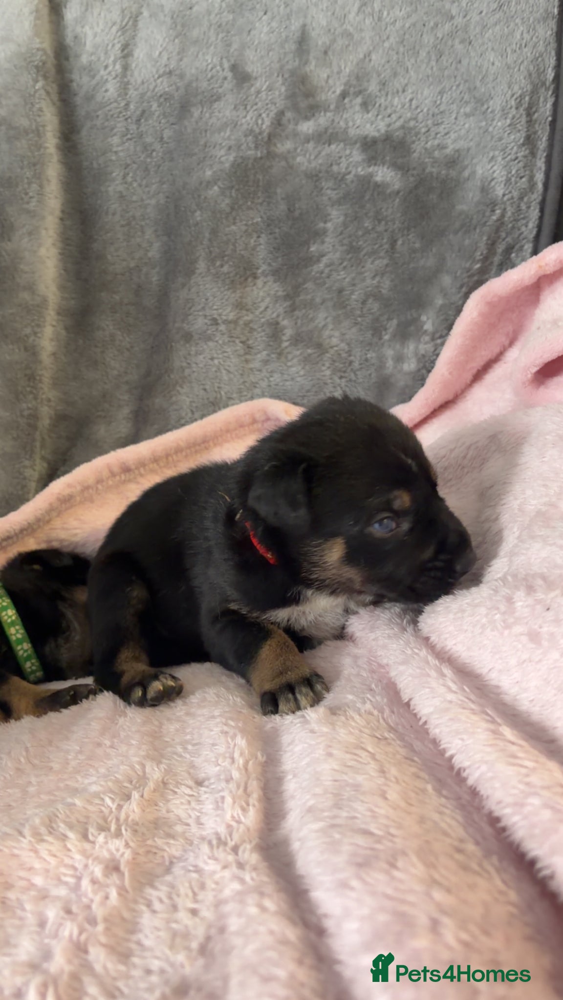 Mixed Breed dogs for sale: Belgian Mali x German shepherd  - Advert 18