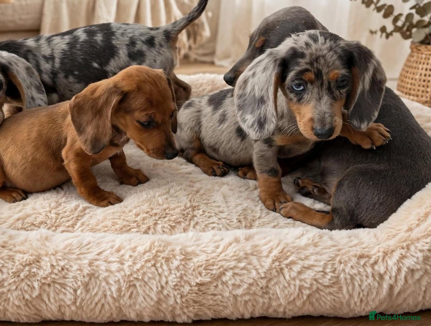 Dachshund dogs Beautiful dachshunds 2 left - Advert 2