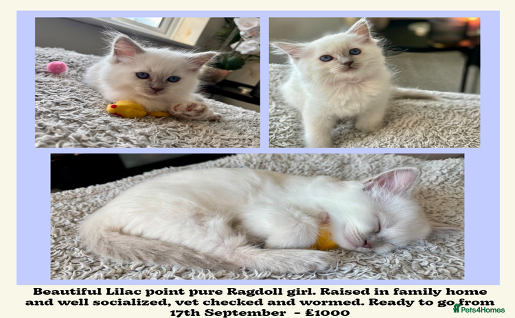 Ragdoll cats - Advert 1