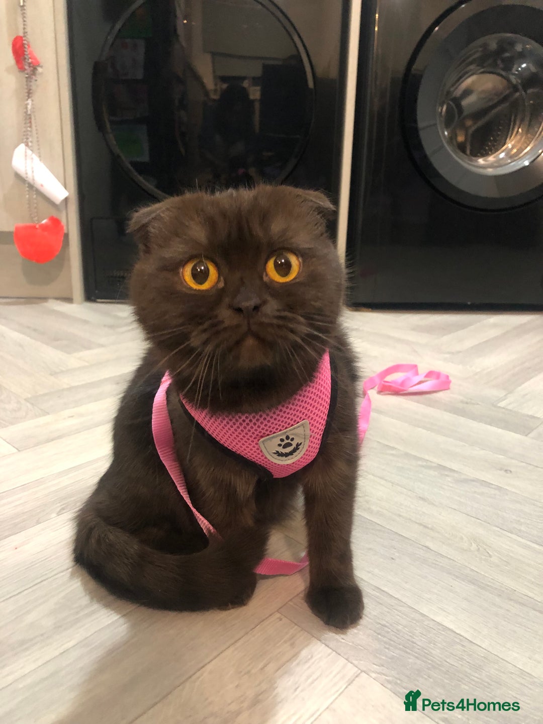 Scottish Fold cats for sale: 🐾 Rare Chocolate Beauty in Edinburgh 🏡 - Advert 3