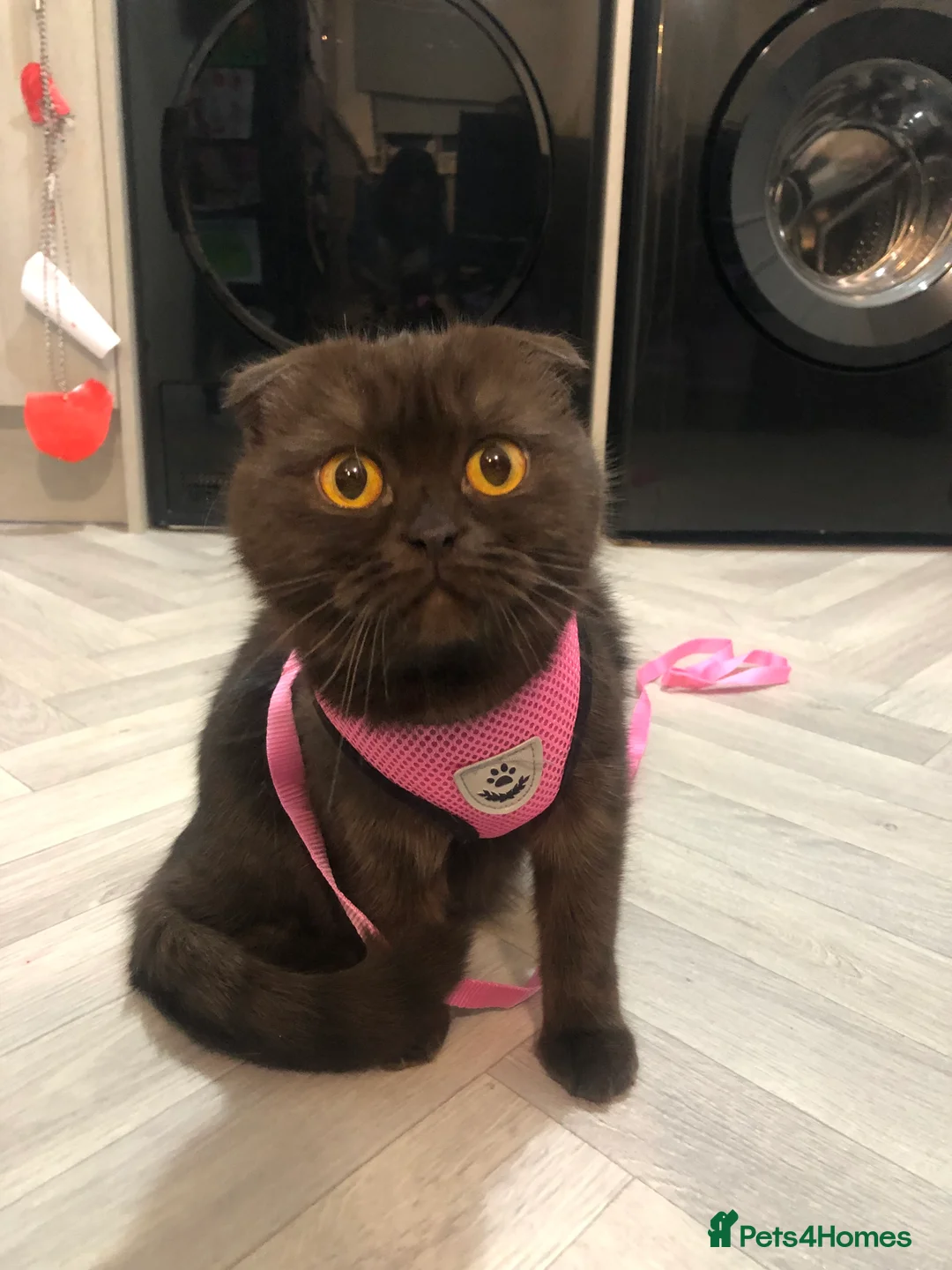 Scottish Fold cats for sale: 🐾 Rare Chocolate Beauty in Edinburgh 🏡 - Advert 3