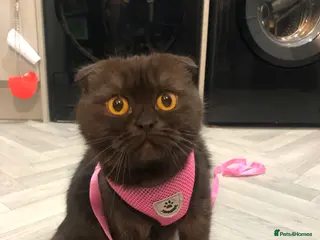 Scottish Fold cats 🐾 Rare Chocolate Beauty in Edinburgh 🏡 - Advert 6