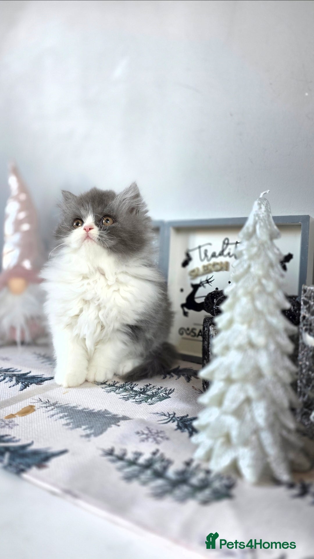 Mixed Breed cats for sale: Beautiful Ragdoll-Persian kittens - Advert 11