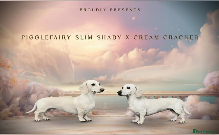 Miniature Dachshund dogs - Advert 8