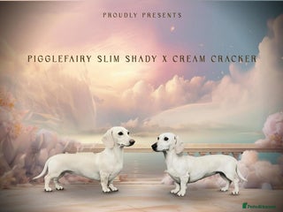 Miniature Dachshund dogs - Advert 24