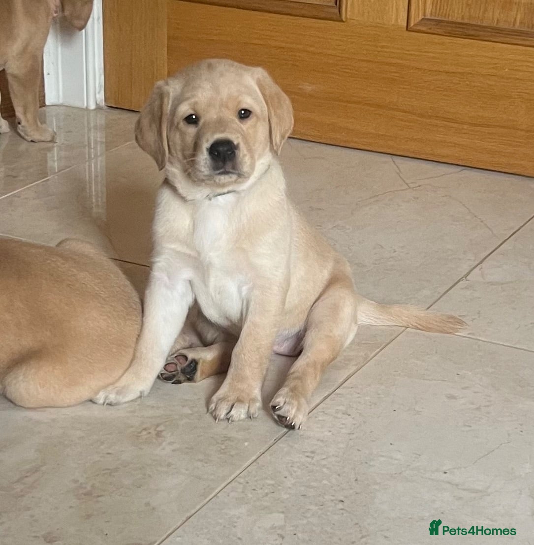Labrador Retriever dogs Stunning KC Registered Champion line Puppies  - Advert 1