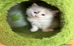 Ragdoll cats for sale: Beautiful rare pattern TICA Ragdoll babies - Image 5