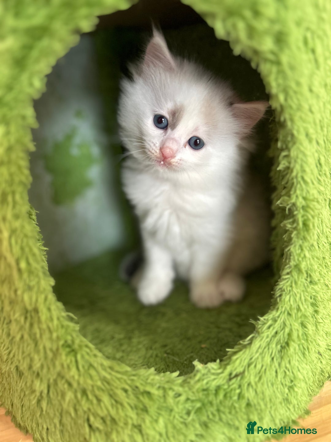 Ragdoll cats for sale: Beautiful rare pattern TICA Ragdoll babies - Image 5