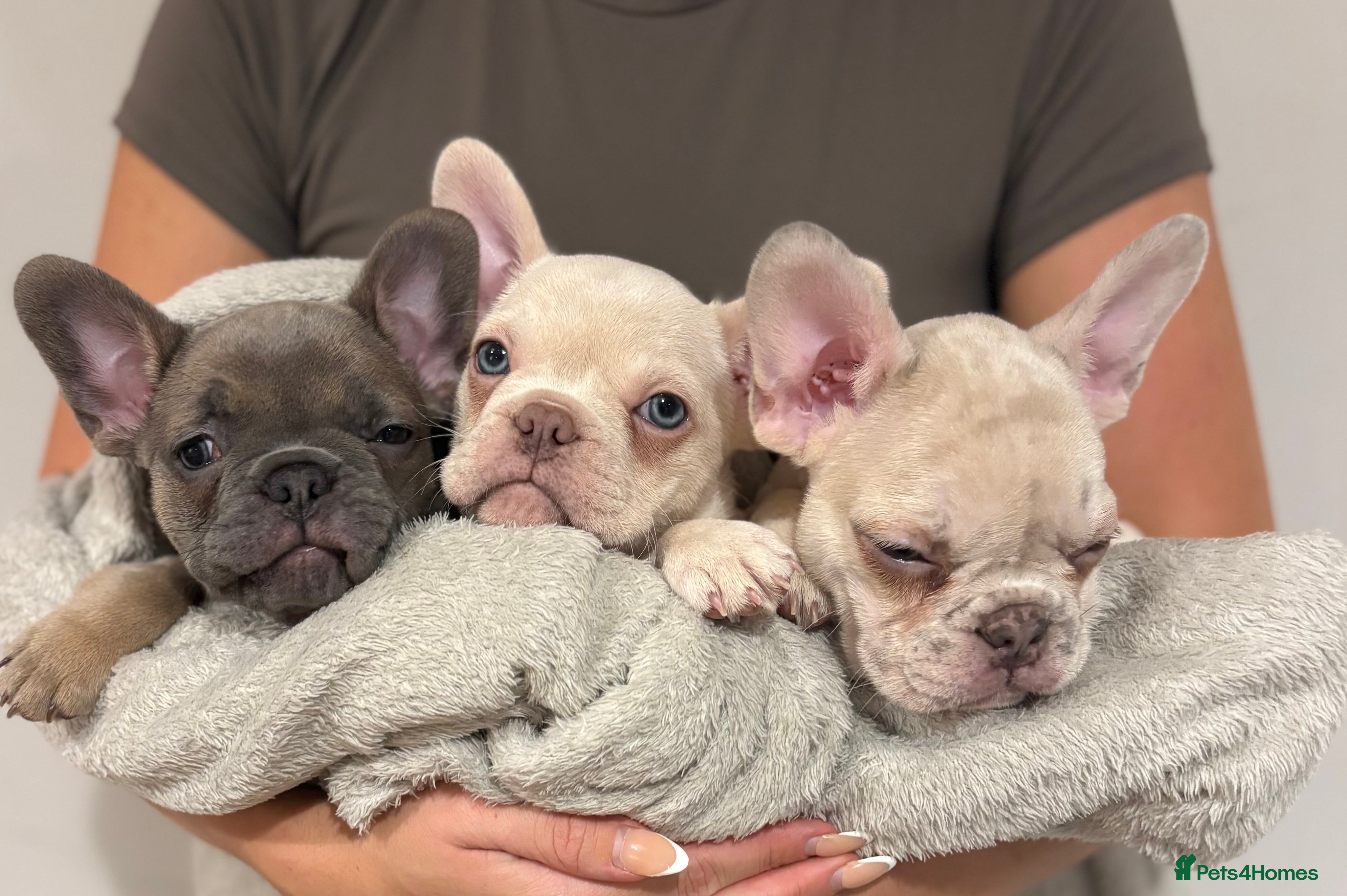 French Bulldog dogs 3 beautiful pedigree French bulldog puppies  - Advert 21