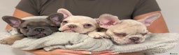 French Bulldog dogs for sale: 3 beautiful pedigree French bulldog puppies  - Advert 1