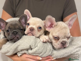 French Bulldog dogs - Advert 1