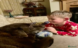 Mixed Breed cats for sale: Russian blue cross black and tabby kittens  - Advert 38