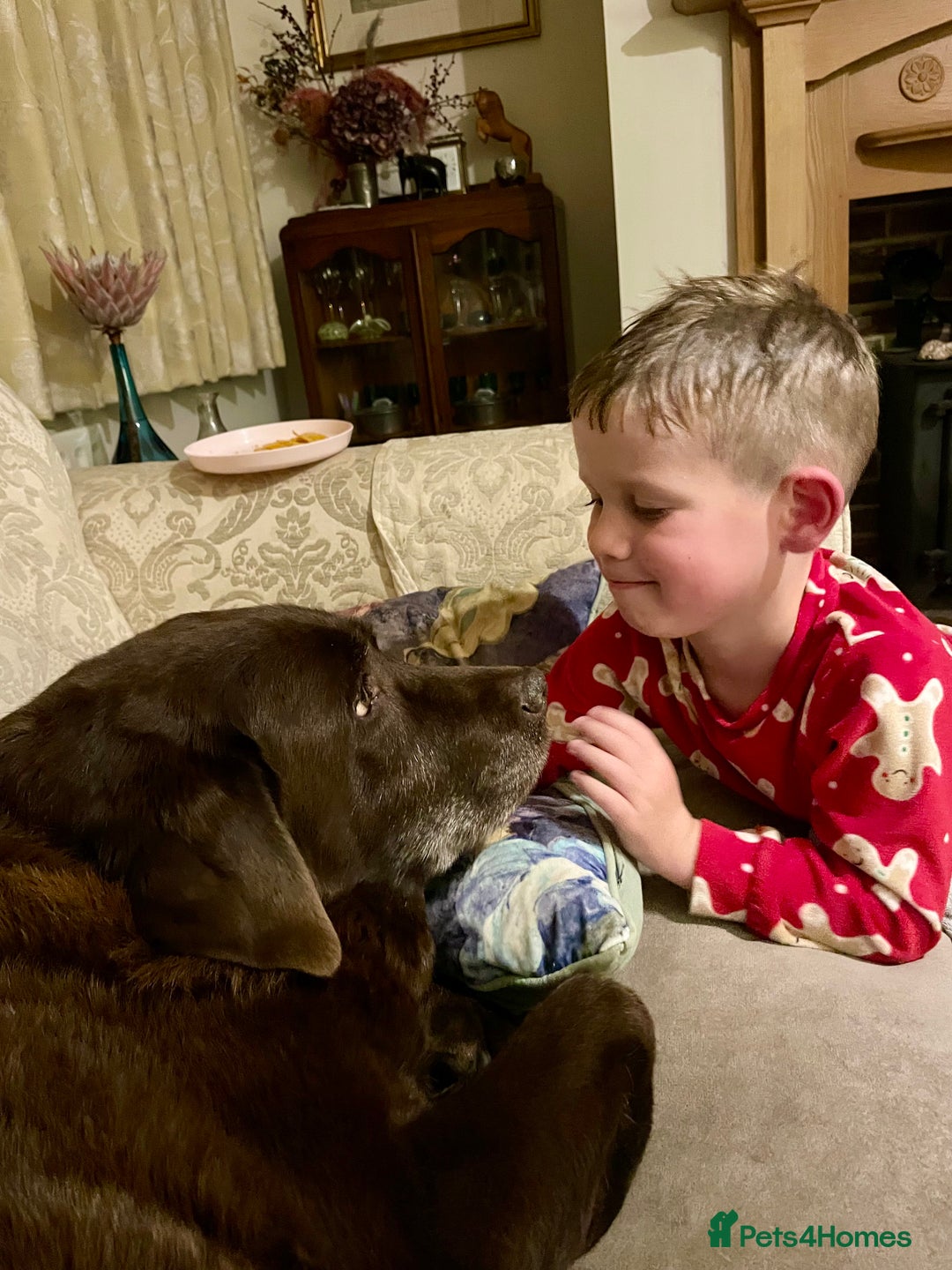 Mixed Breed cats for sale: Russian blue cross black and tabby kittens  - Advert 38