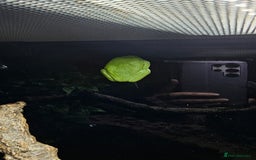 Frog reptiles for sale: Red Eye Tree Frogs x 2 plus full Terrarium set-up - Image 3