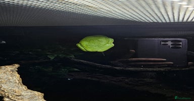 Frog reptiles - Advert 1