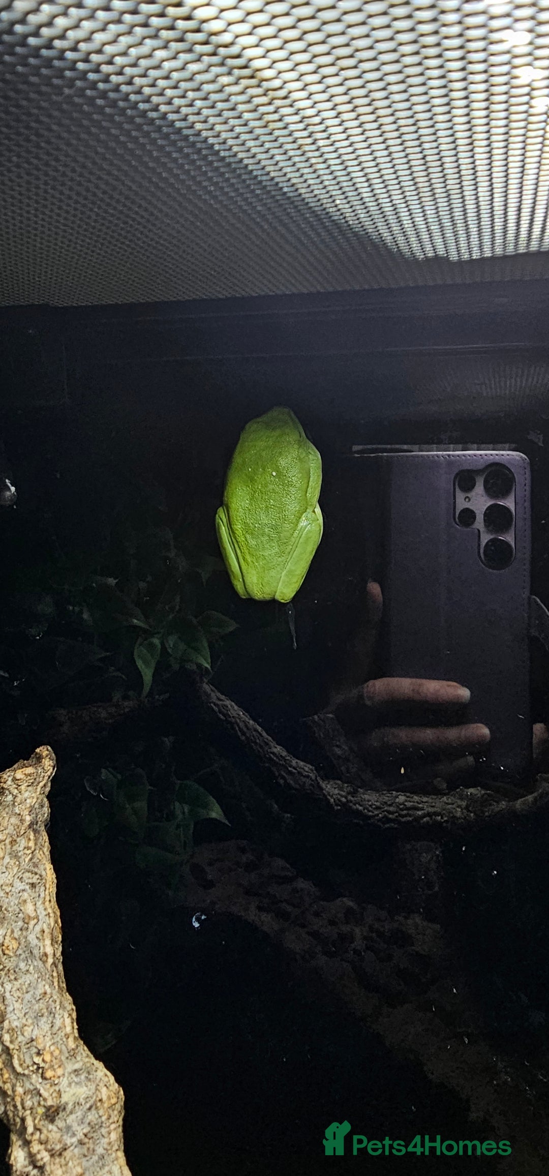 Frog reptiles for sale: Red Eye Tree Frogs x 2 plus full Terrarium set-up - Image 3