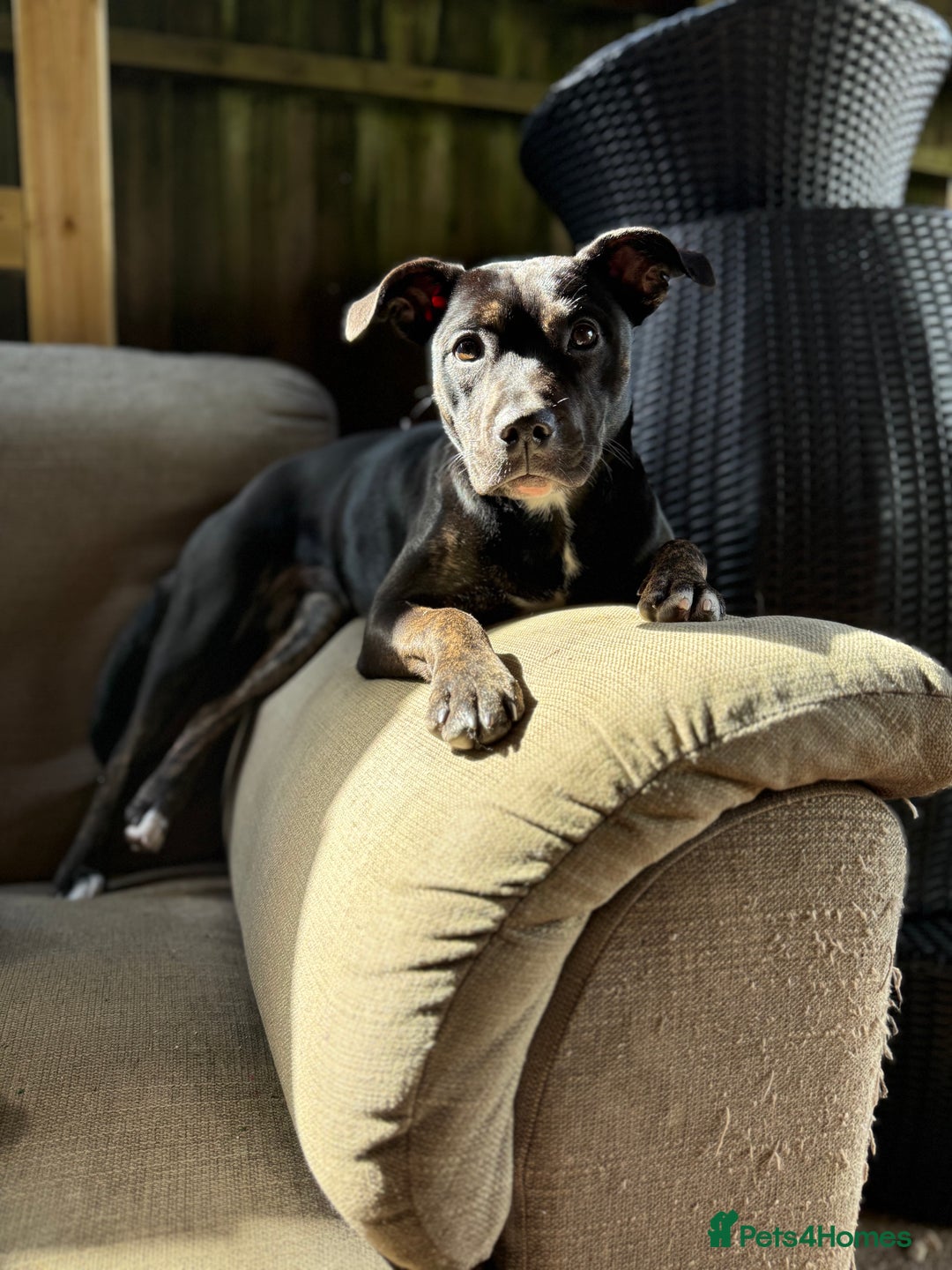 Mixed Breed dogs for sale: Gracie  - Image 2