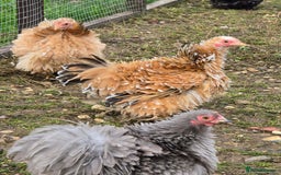 Chickens poultry for sale: Frizzle Pekin Pullet Growers  - Image 4