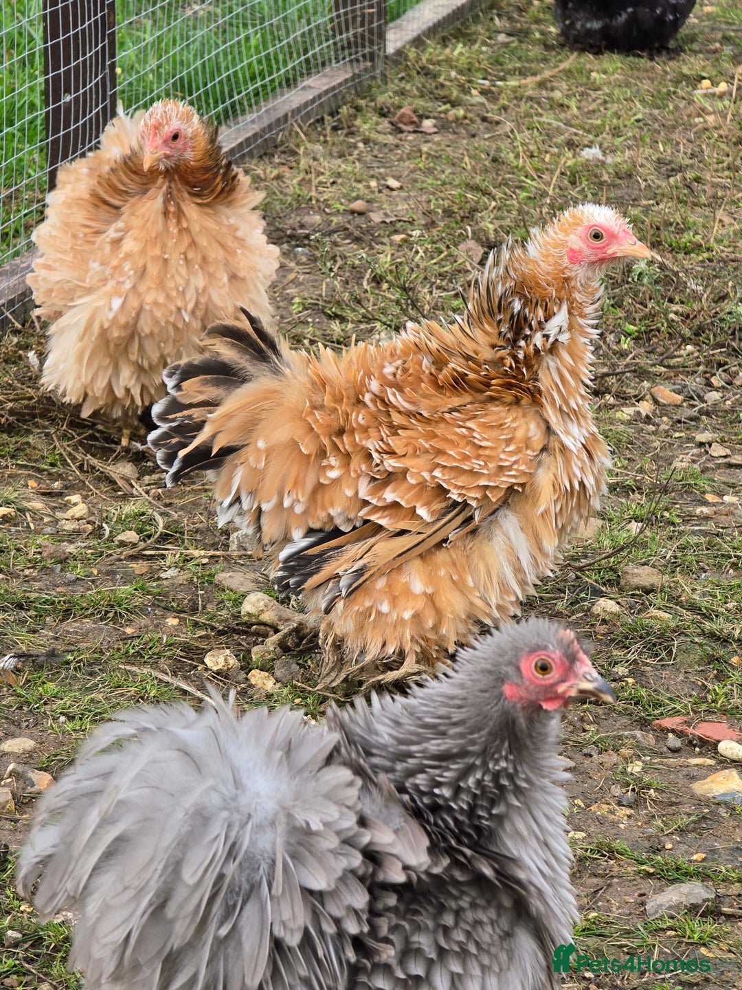 Chickens poultry for sale: Frizzle Pekin Pullet Growers  - Image 4