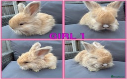 Angora rabbits for sale: 🩷  💙 Full Faced English Angora Babies  in Maidstone - Image 1