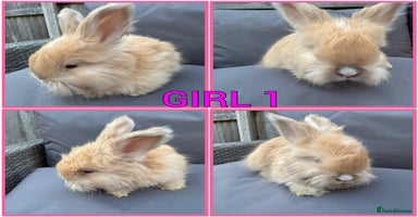 Angora rabbits in Maidstone - Advert 3