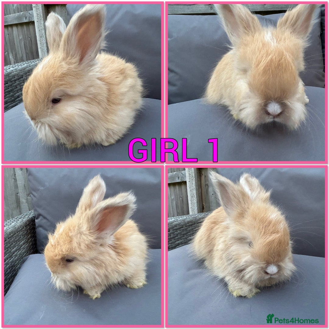 Angora rabbits for sale: 🩷  💙 Full Faced English Angora Babies  in Maidstone - Image 1