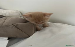 Mixed Breed cats for sale: Beautiful Kittens for sale - Image 26