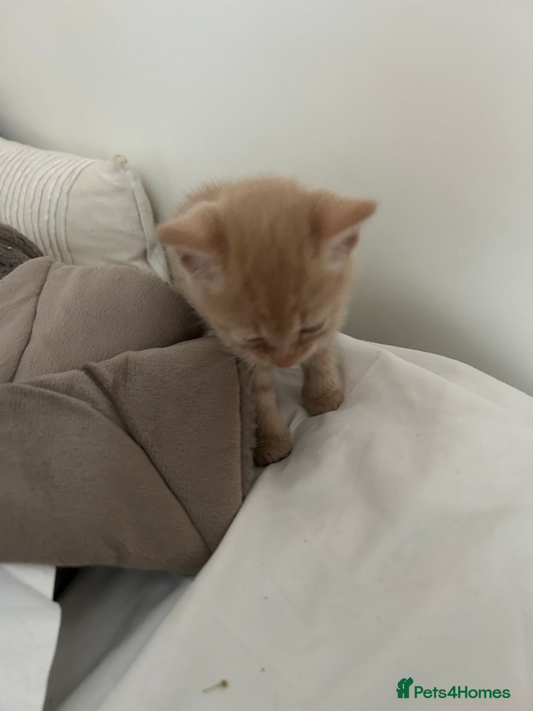 Mixed Breed cats for sale: Beautiful Kittens for sale - Image 26