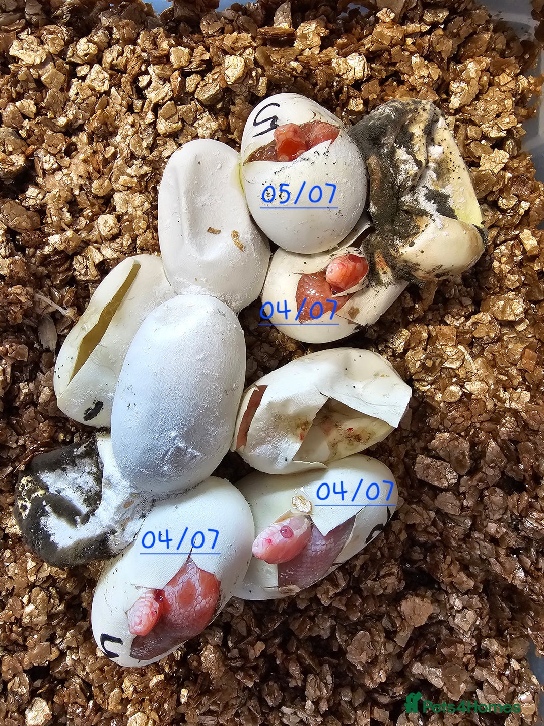 Corn Snake reptiles for sale: Beautiful corn snakes  - Image 6