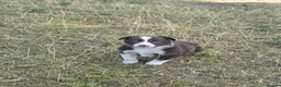 Border Collie dogs for sale: Beautiful border collie pups for sale!  in Abergavenny - Advert 15